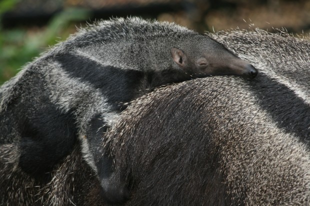 anteater
